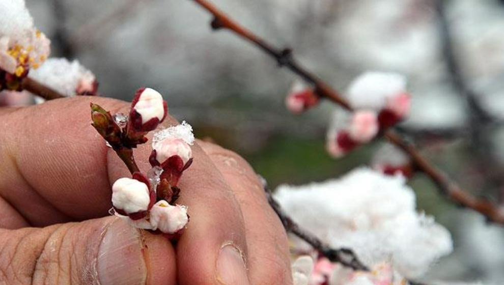 Malatyalı üreticilerin çilesi başladı: Zirai dona dikkat!